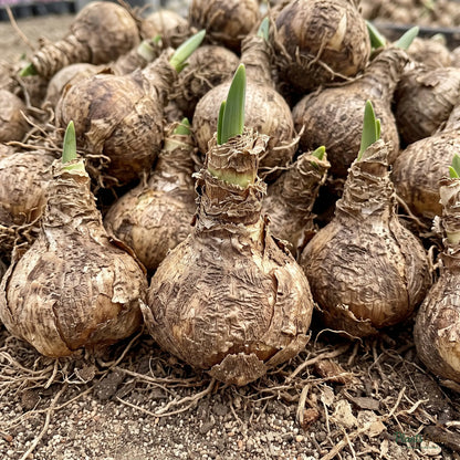 Pile of healthy Nerine bowdenii flower bulbs ready for planting