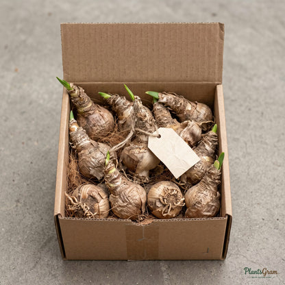 Nerine flower bulbs packed for shipping in a box