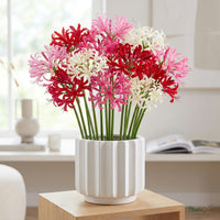 Nerine Lily mixed-colour flowers blooming