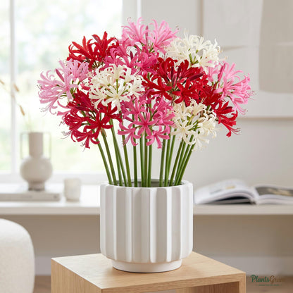 Nerine Lily mixed-colour flowers blooming