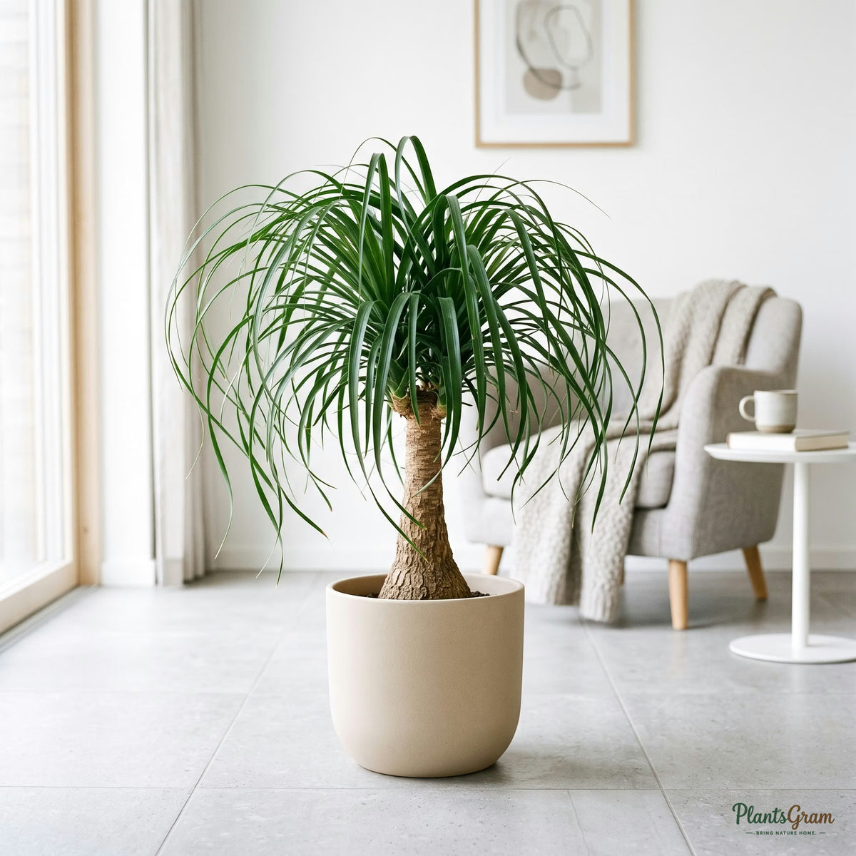 Nolina Palm (Ponytail Palm) in a planter, showing swollen trunk base