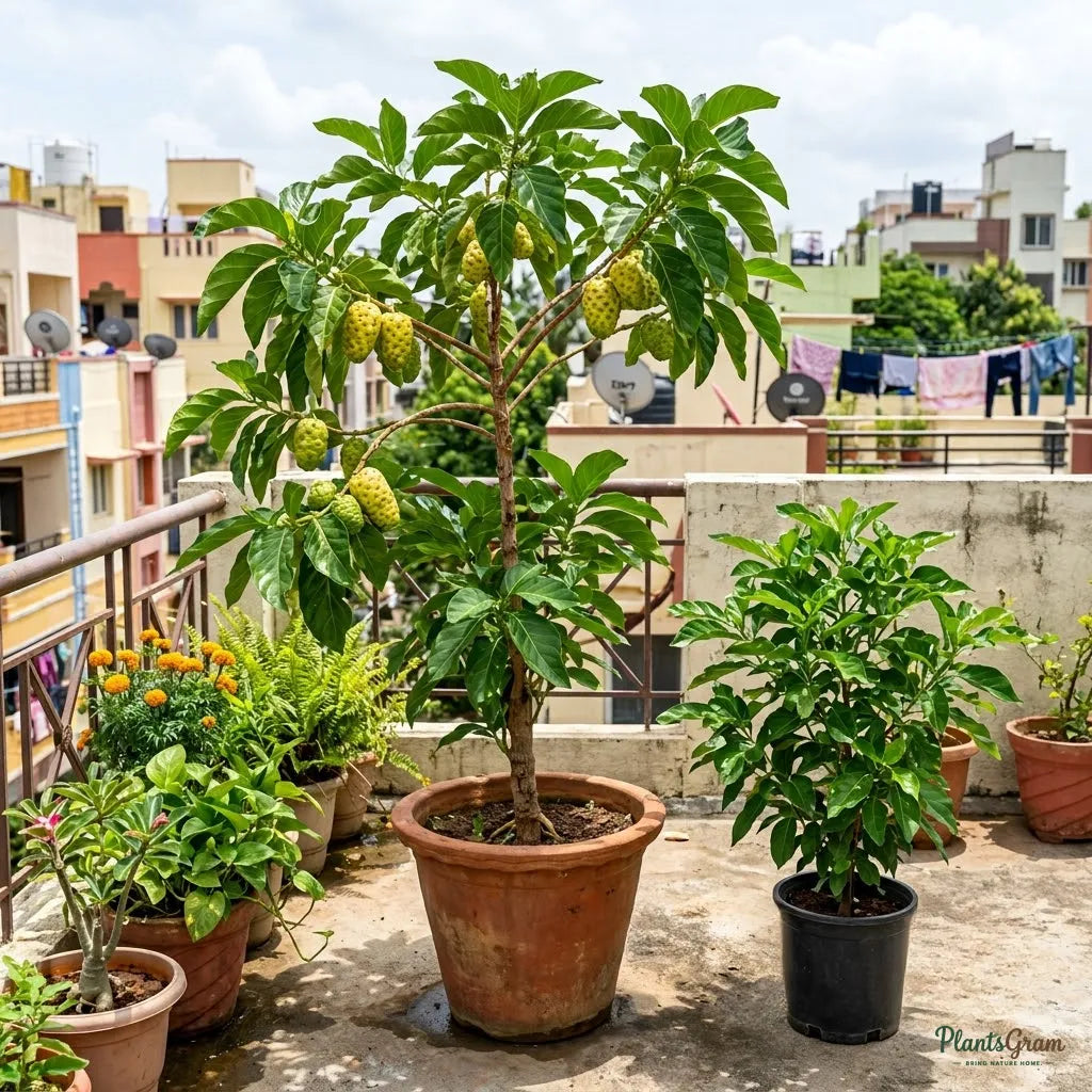 Noni (Cheese Fruit) - Fruit Plants & Tree
