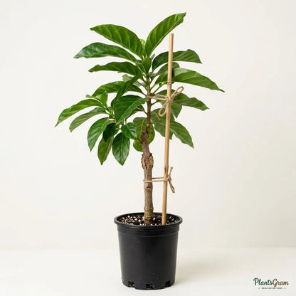 Noni (Cheese Fruit) - Fruit Plants & Tree