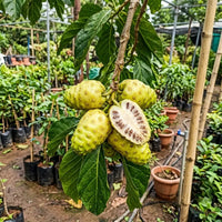 Noni (Cheese Fruit) - Fruit Plants & Tree