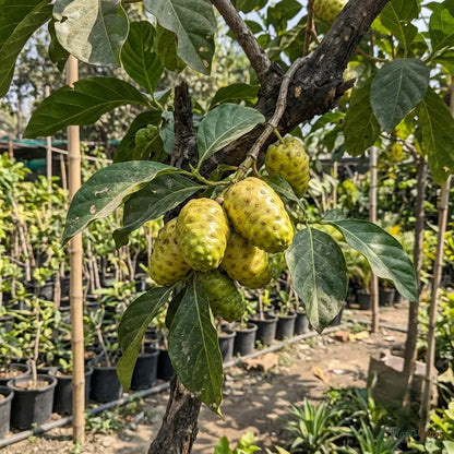 Noni (Cheese Fruit) - Fruit Plants & Tree