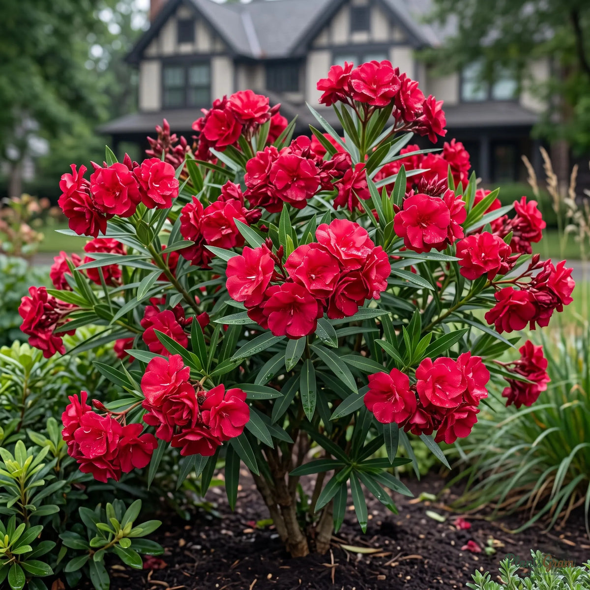 Nerium Red Double (Oleander) - Nerium oleander