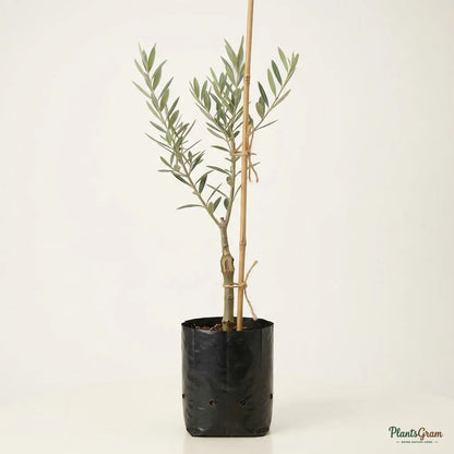 Olive (Olea Europaea) - Fruit Plant