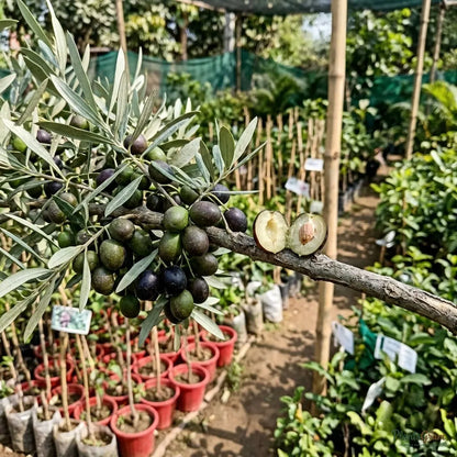 Olive (Olea Europaea) - Fruit Plant