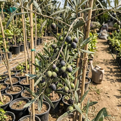 Olive (Olea Europaea) - Fruit Plant