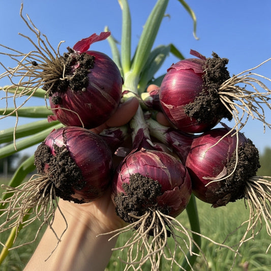 Onion Nasik Red Seeds – F1 Hybrid