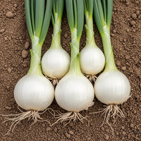 Onion White Seeds – Hybrid