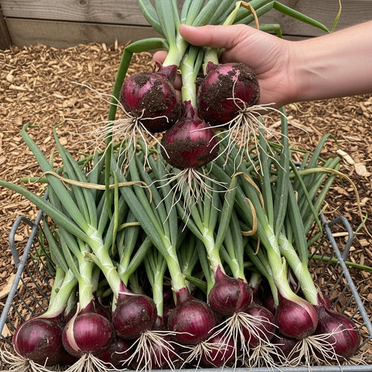 Onion Nasik Red Seeds – F1 Hybrid