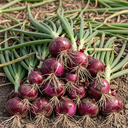 Onion Nasik Red Seeds – F1 Hybrid