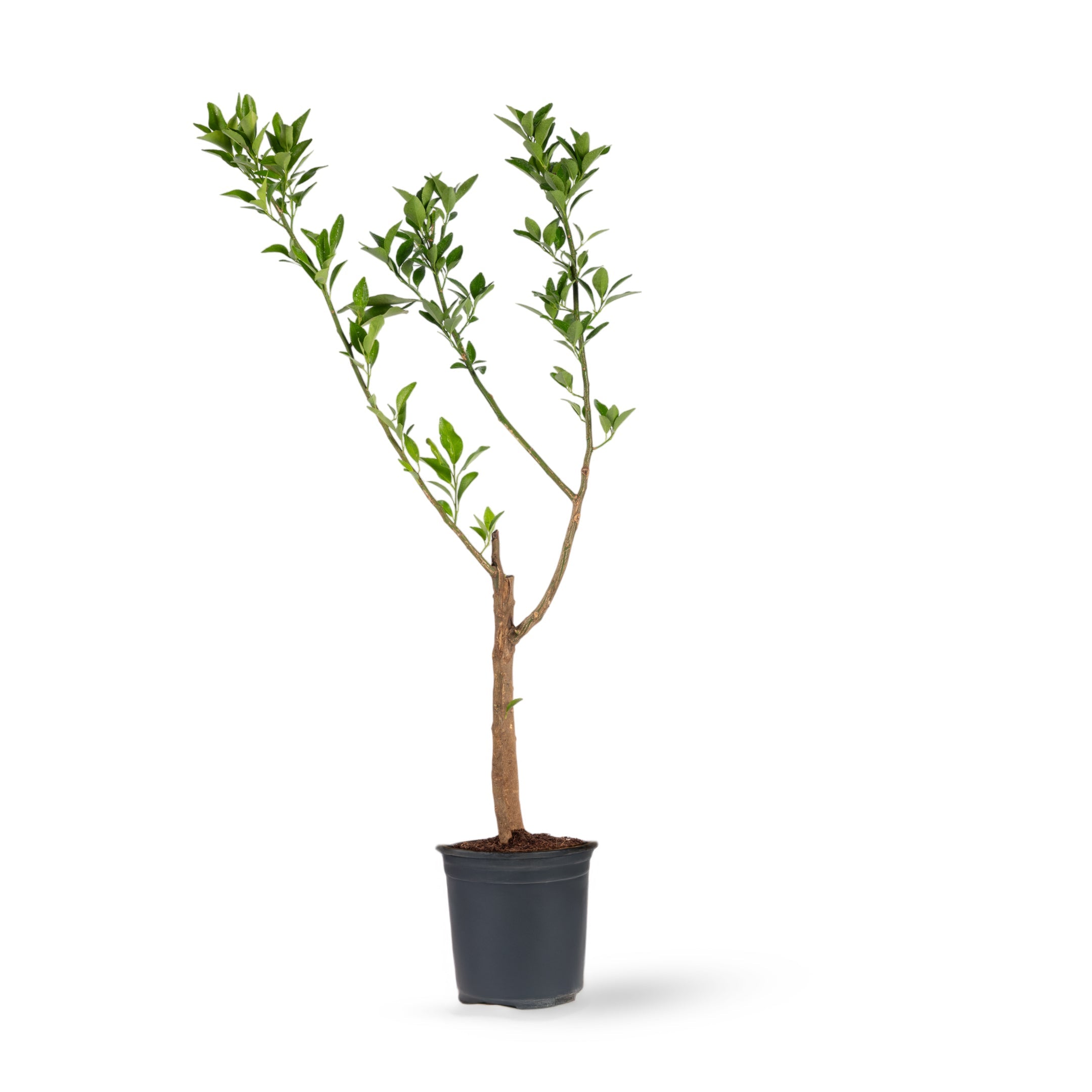 Orange Nagpur(Grafted) - Fruit Plants & Tree