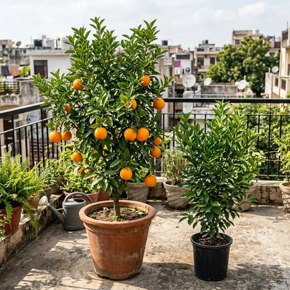 Orange (Kinnow, Grafted)