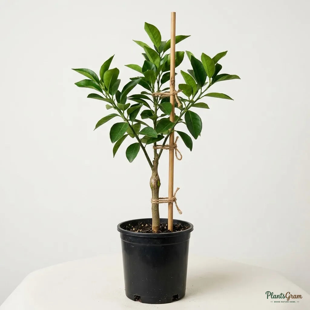 Orange (Kinnow, Grafted)