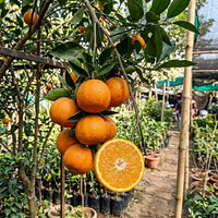 Orange (Kinnow, Grafted)