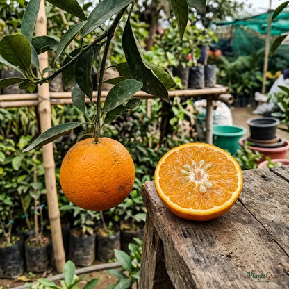 Orange (Kinnow, Grafted)