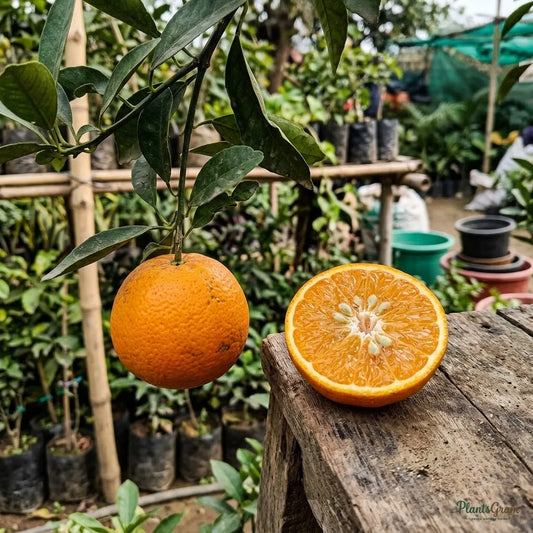 Orange (Kinnow, Grafted)