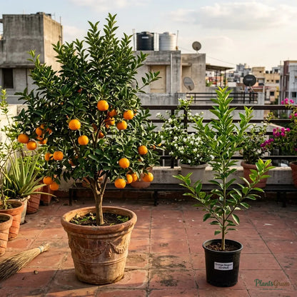Orange Nagpur (Grafted)