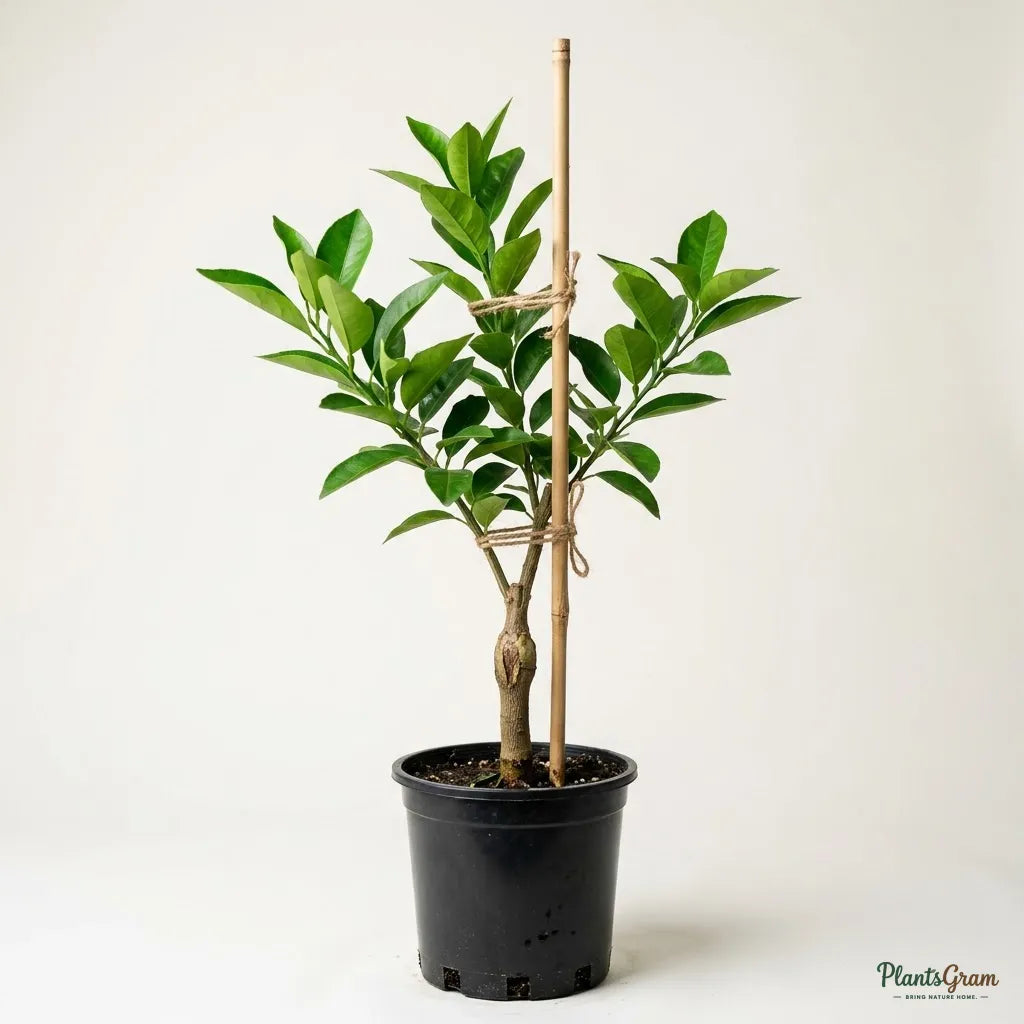 Orange Nagpur (Grafted)