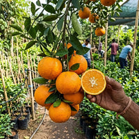 Orange Nagpur (Grafted)