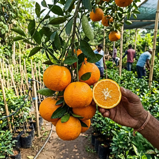 Orange Nagpur (Grafted)