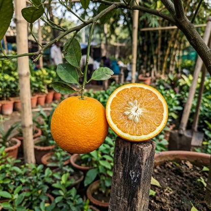 Orange Nagpur (Grafted)