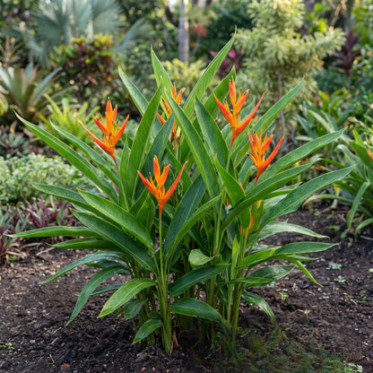 Heliconia (Mini Orange Dwarf) - Heliconia sp.