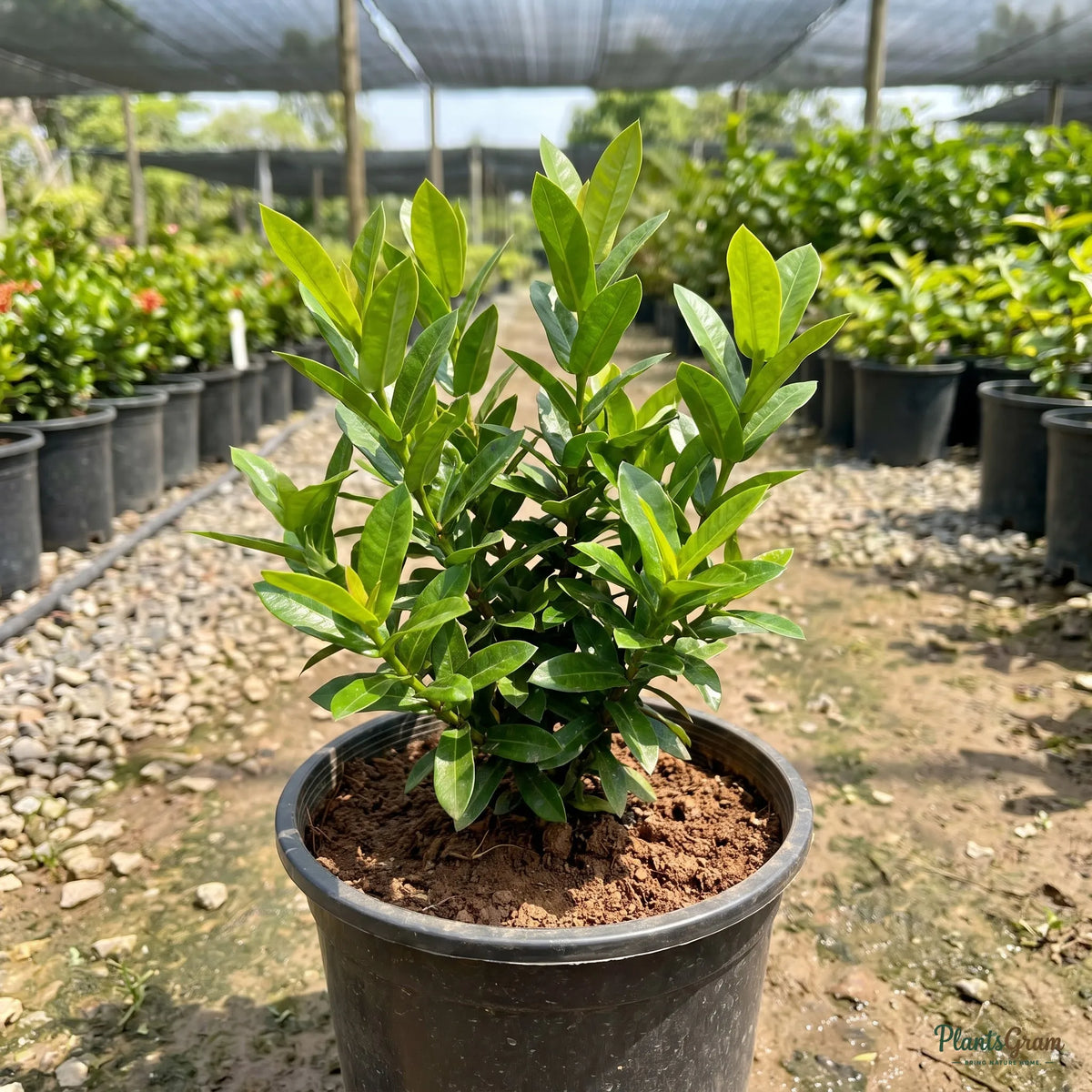 Orange Ixora sapling in a black nursery pot