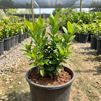 Orange Ixora sapling in a black nursery pot