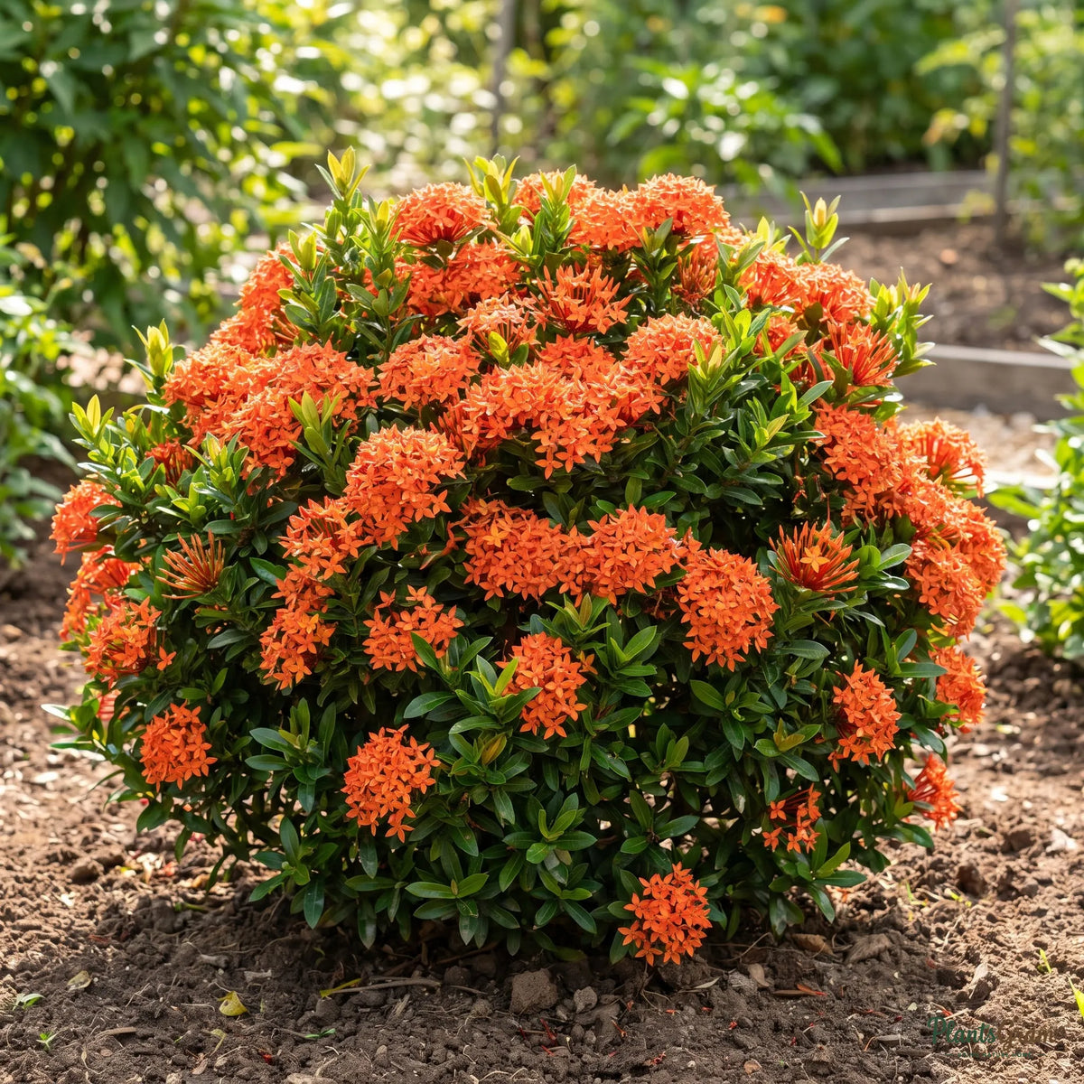 Orange Ixora semi-dwarf shrub in full bloom