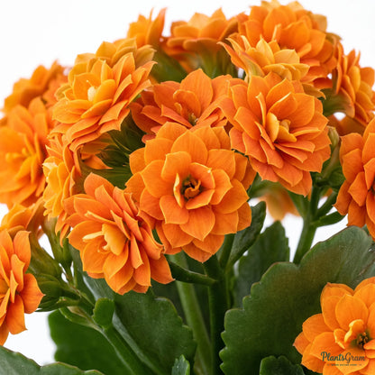 Kalanchoe Orange Double (Calanchchu)