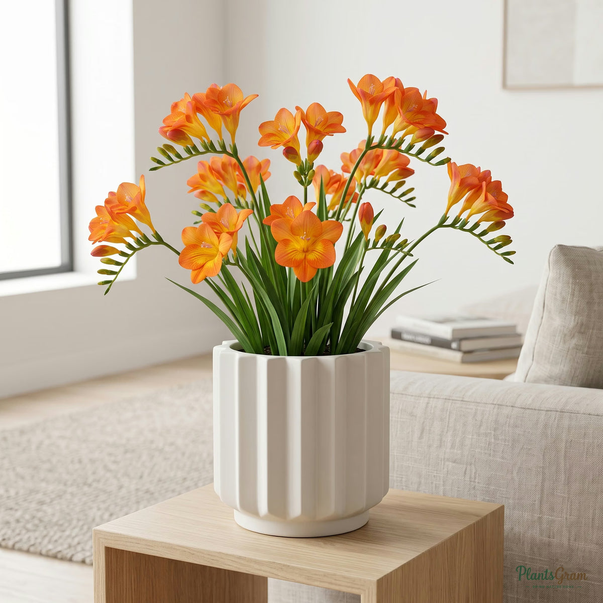 Orange Freesia flowers blooming in a planter