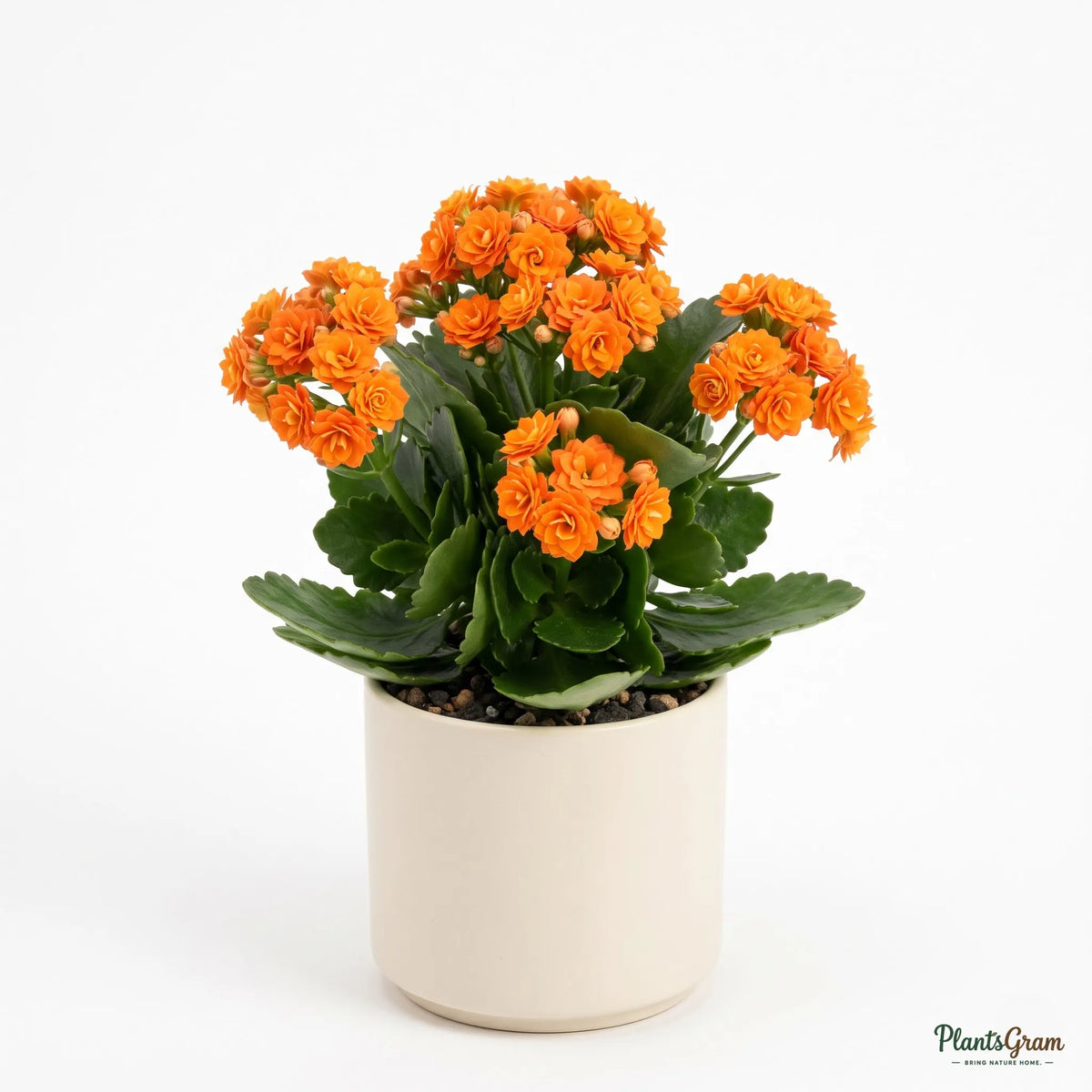 Kalanchoe Orange Double (Calanchchu)