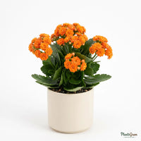 Kalanchoe Orange Double (Calanchchu)