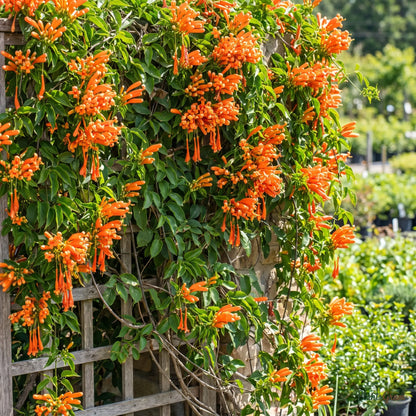 Flaming Trumpet (Pyrostegia venusta) vine in full orange bloom on a trellis