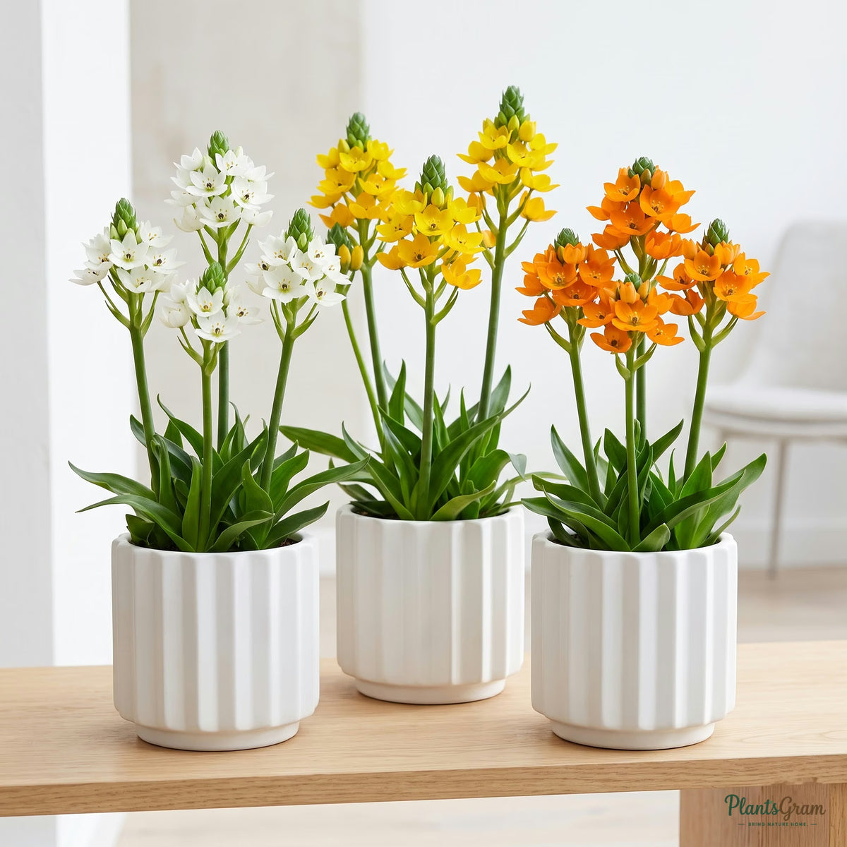Ornithogalum Chincherinchee plants in ceramic planters