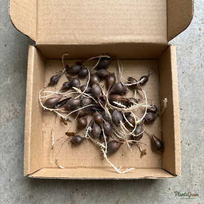 Oxalis flower bulbs packed in an open box for shipping