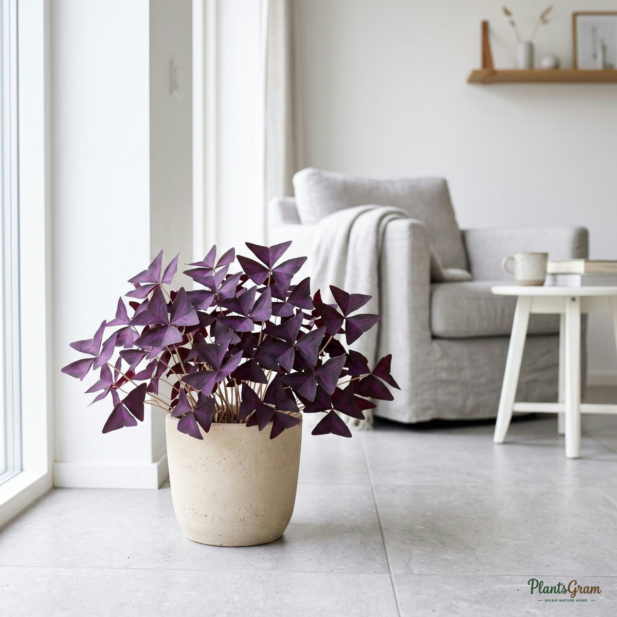 Oxalis Triangularis plant in a beige planter