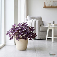 Oxalis Triangularis plant in a beige planter