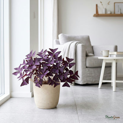 Oxalis Triangularis plant in a beige planter