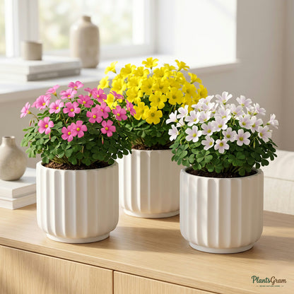 Oxalis flowering plants growing in ceramic planters