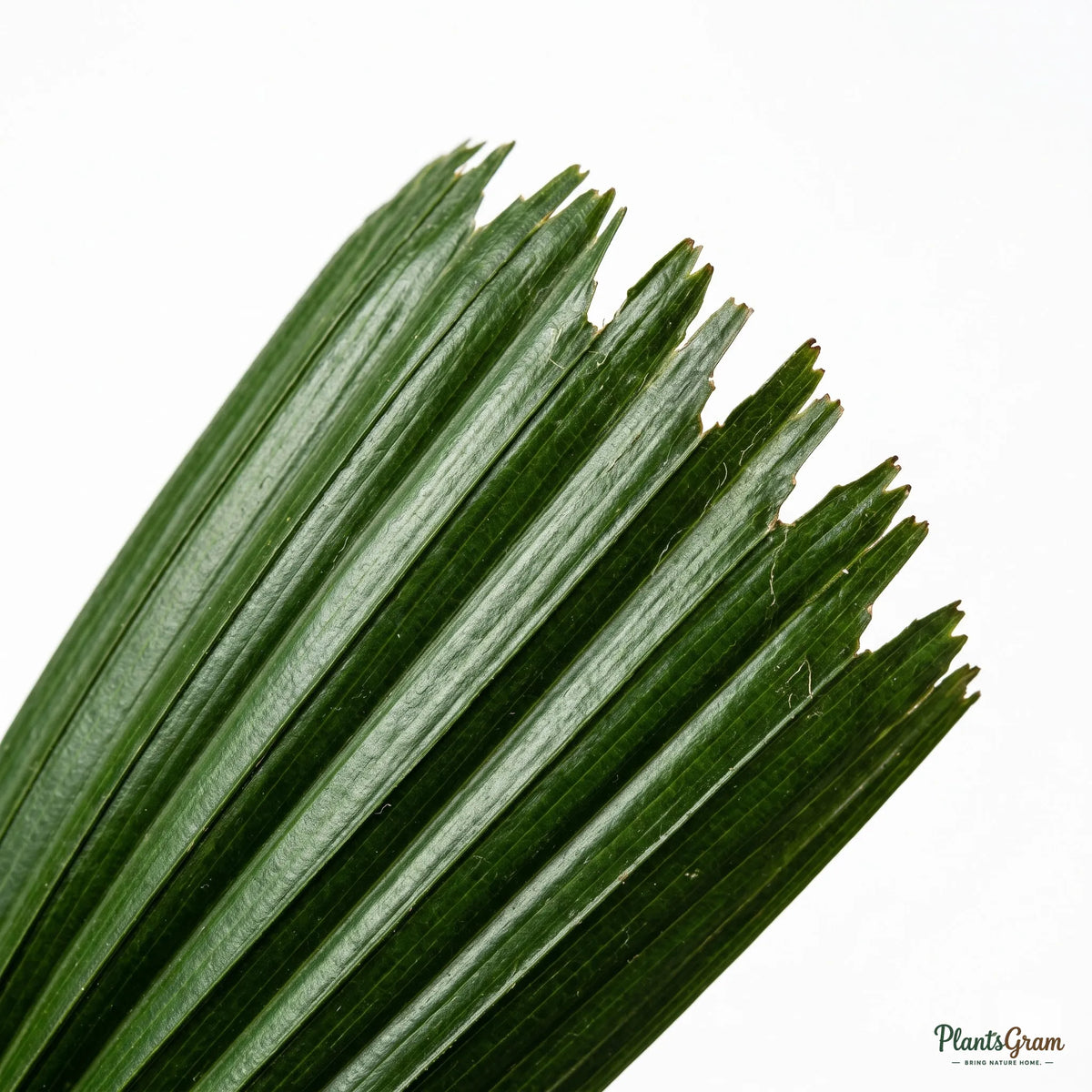 Close-up of a Rhapis Palm fan-shaped leaf blade