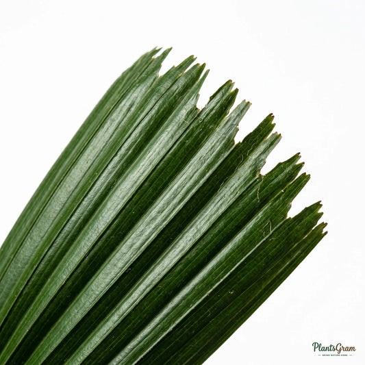 Close-up of a Rhapis Palm fan-shaped leaf blade