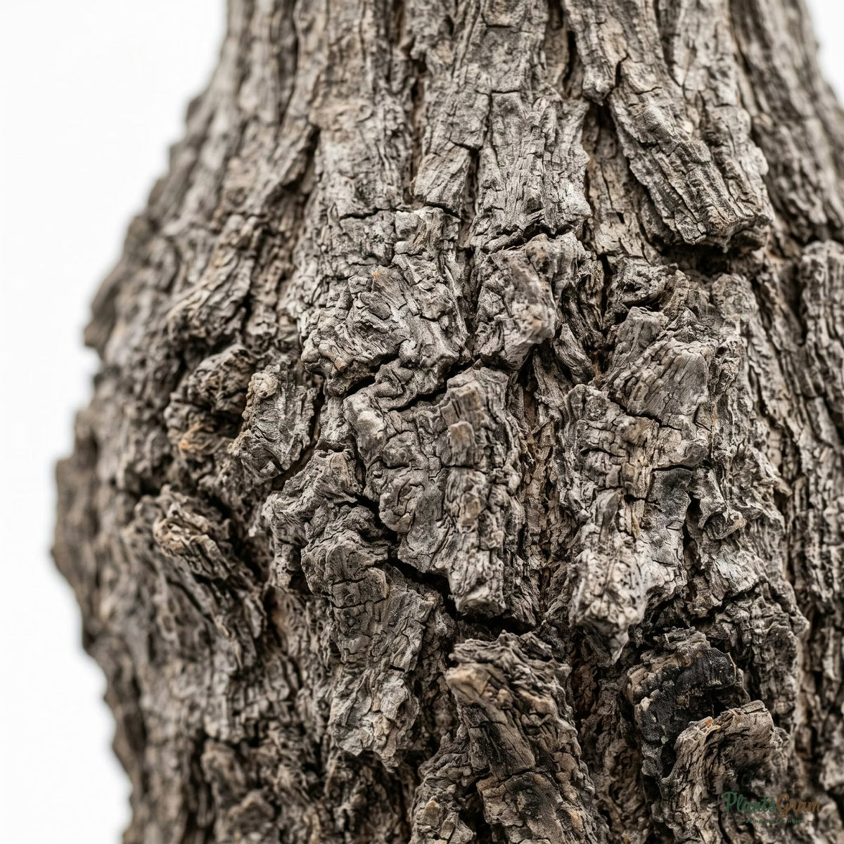 Close-up of Ponytail Palm trunk bark texture