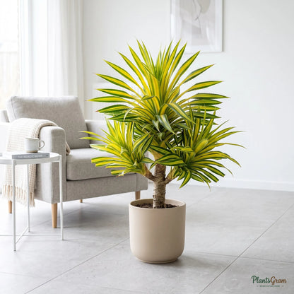 Pandanus Yellow (Variegated Screw Pine)