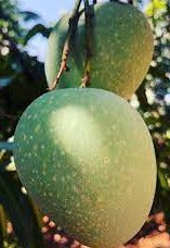 Mango Panduri - Fruits Plant & Tree