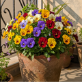 Buy Pansy Flower Swiss Gaint Imperial Mixed Seeds | Viola Wittrockiana | Winter Season | Easy To Grow | SeedsKart