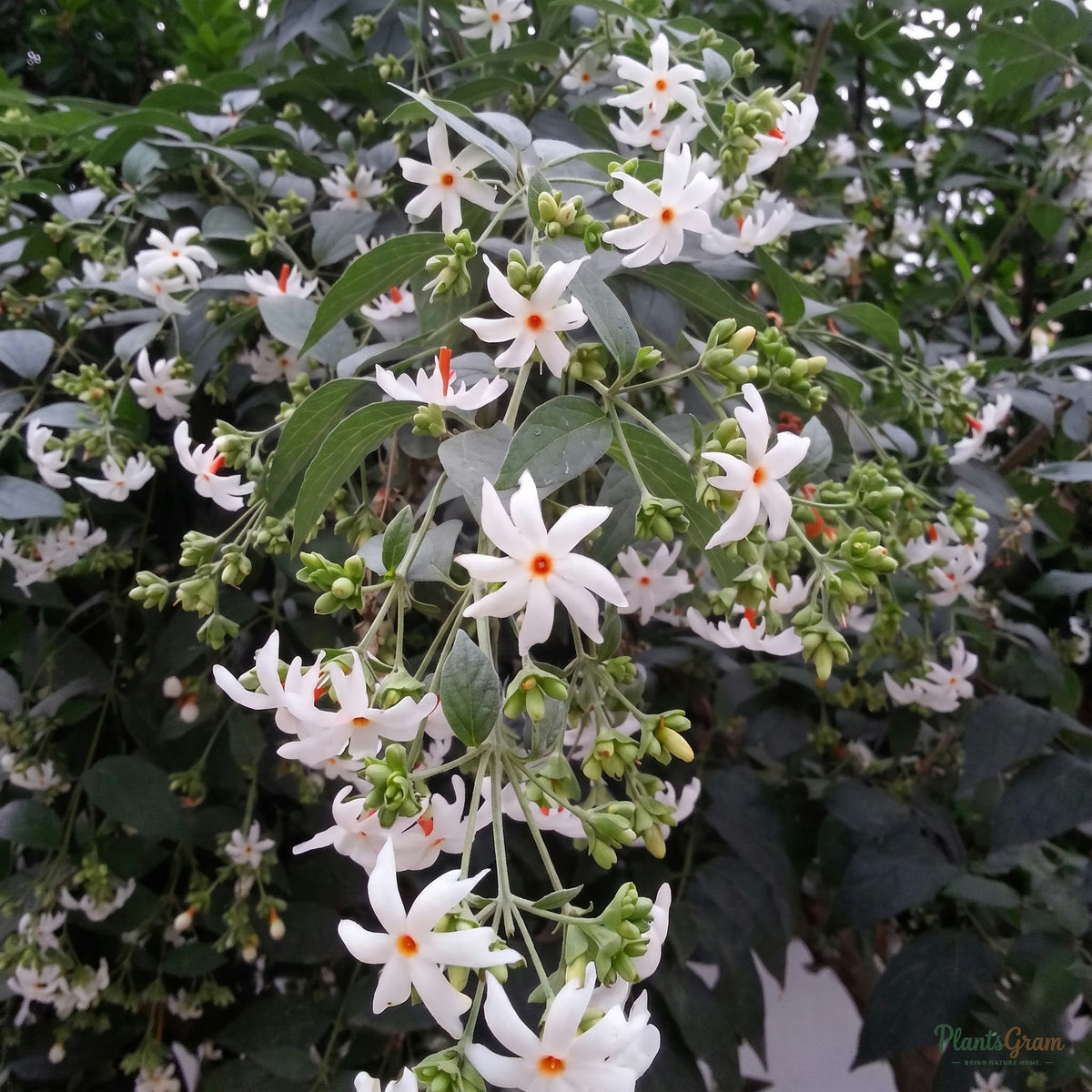 Coral Jasmine (Parijat) flowers blooming on the branch